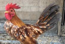 Celebrarán una nueva edición de Expo de gallos en miniatura en Jamay