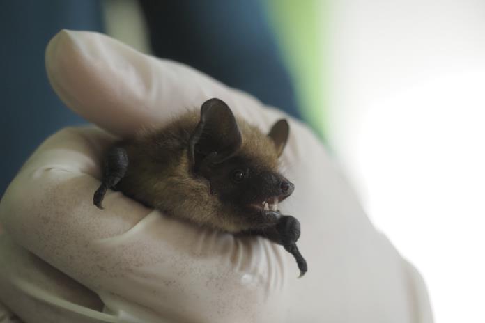 Jubilado neerlandés ayuda a resolver el misterio del fabuloso pene de un murciélago Jubilado neerlandés ayuda a resolver el misterio del fabuloso pene de un murciélago