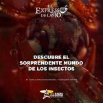 DESCUBRE EL SORPENDENTE MUNDO DE LOS INSECTOS  - El Expresso de las 10 - Vi. 24 Noviembre 2023