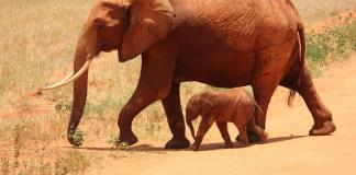 Nacen elefantes gemelos en Kenia, un hecho poco frecuente