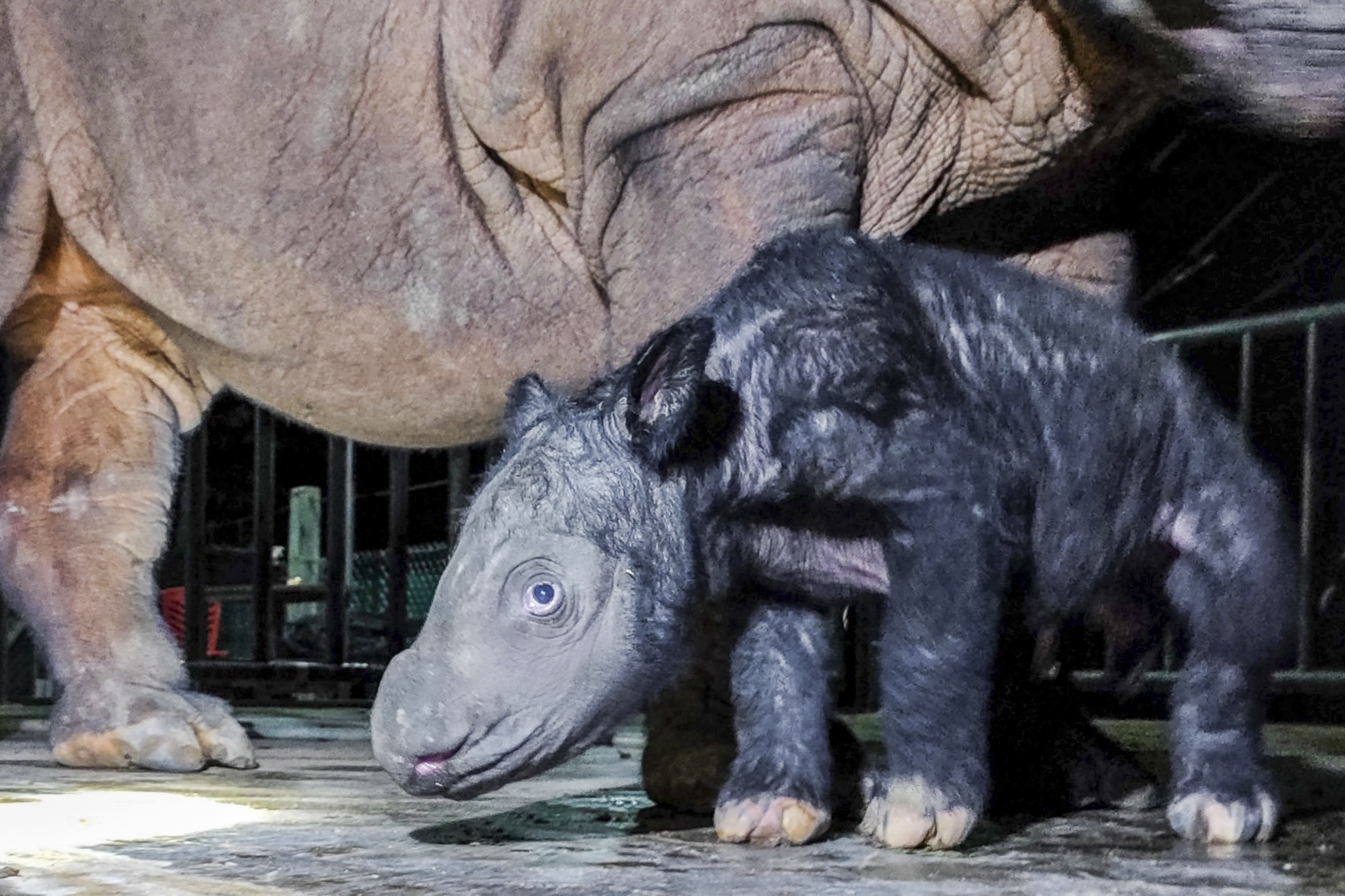 Científicos se empeñan en salvar una especie de rinoceronte al borde de la extinción