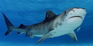 Actualización: Tiburón Toro Implicado en Incidente Mortal en Playa de Melaque