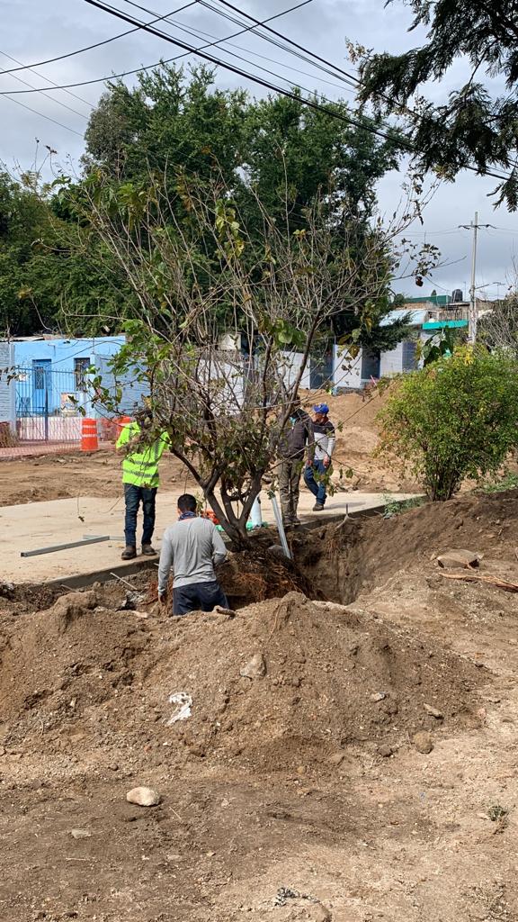 Zapopan quiere talar árboles para proyecto vial; trabajadores de la obra reconocen que eso se puede evitar