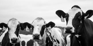 La ganadería representa 12% de las emisiones de gases con efecto invernadero, según la FAO