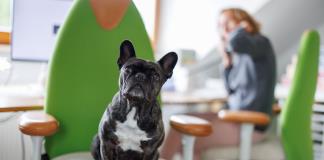 ¿Con el perro a la oficina? Una tendencia en aumento en Alemania