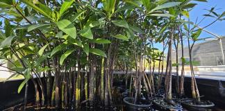Los manglares, antídoto natural contra el cambio climático y los huracanes en Puerto Rico