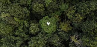 Drones ayudan a resolver el enigma de la captura de carbono en bosques