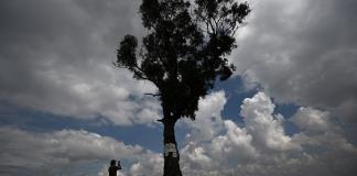 Un eucalipto con una leyenda macabra será patrimonio cultural de Bogotá