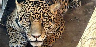 Soldados realizan recorrido de rutina y aseguran un tigre y un jaguar en Ixtlahuacán del Río
