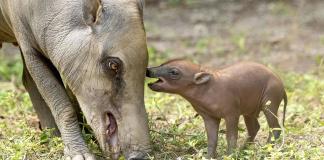 El Zoológico de Miami celebra el histórico nacimiento de una babirusa