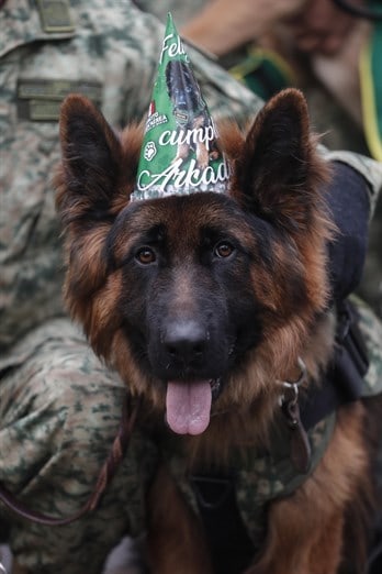 Ejército mexicano celebra cumpleaños de Arkadas, perro rescatista donado por Turquía