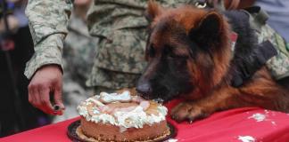 Ejército mexicano celebra cumpleaños de Arkadas, perro rescatista donado por Turquía