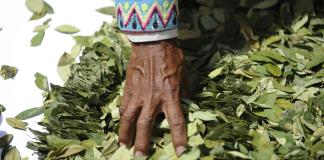 Bolivianos se reúnen en masa para masticar coca contra estigma de su planta sagrada