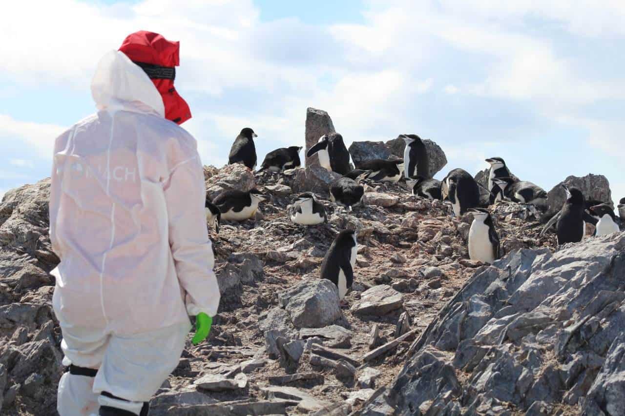 Llega expedición a la Antártica para estudiar la gripe aviar 