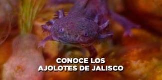 CONOCE LOS AJOLOTES DE JALISCO - El Expresso de las 10 - Vi. 12  Ju. 10 Enero 2023