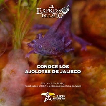 CONOCE LOS AJOLOTES DE JALISCO - El Expresso de las 10 - Vi. 12 Ju. 10 Enero 2023 CONOCE LOS AJOLOTES DE JALISCO - El Expresso de las 10 - Vi. 12 Ju. 10 Enero 2023