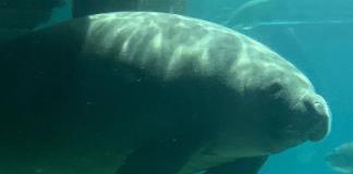 Guardianes del manatí al rescate de una especie que desaparece en Colombia