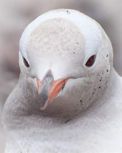 Blanco como la nieve: avistan raro pingüino despigmentado en la Antártida