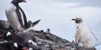 Blanco como la nieve: avistan raro pingüino despigmentado en la Antártida