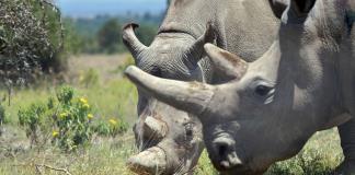 Primera fecundación in vitro de un rinoceronte blanco, un avance para salvar la especie