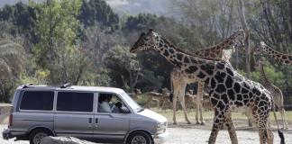 La jirafa Benito se integra a su nueva familia tras vivir maltratada en el norte de México
