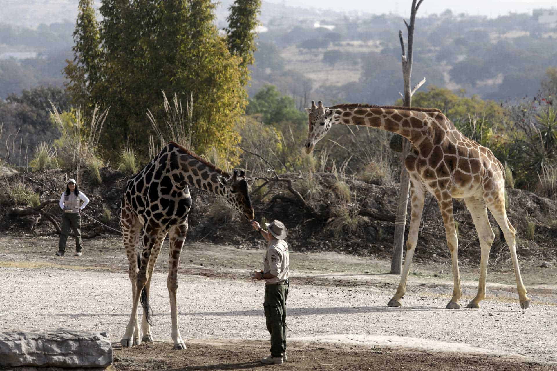 La jirafa Benito se integra a su nueva familia tras vivir maltratada en el norte de México