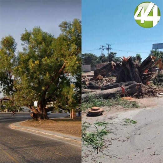 En Jaluco cortan árbol histórico en el día de la educación Ambiental.