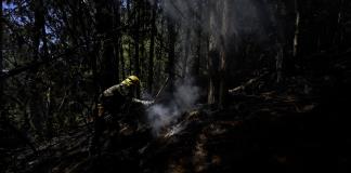 Vegetación invasora aviva la chispa de los voraces incendios en Bogotá