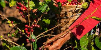 Cafetaleros del sur de México pierden hasta el 30 % de sus cosechas por crisis climática