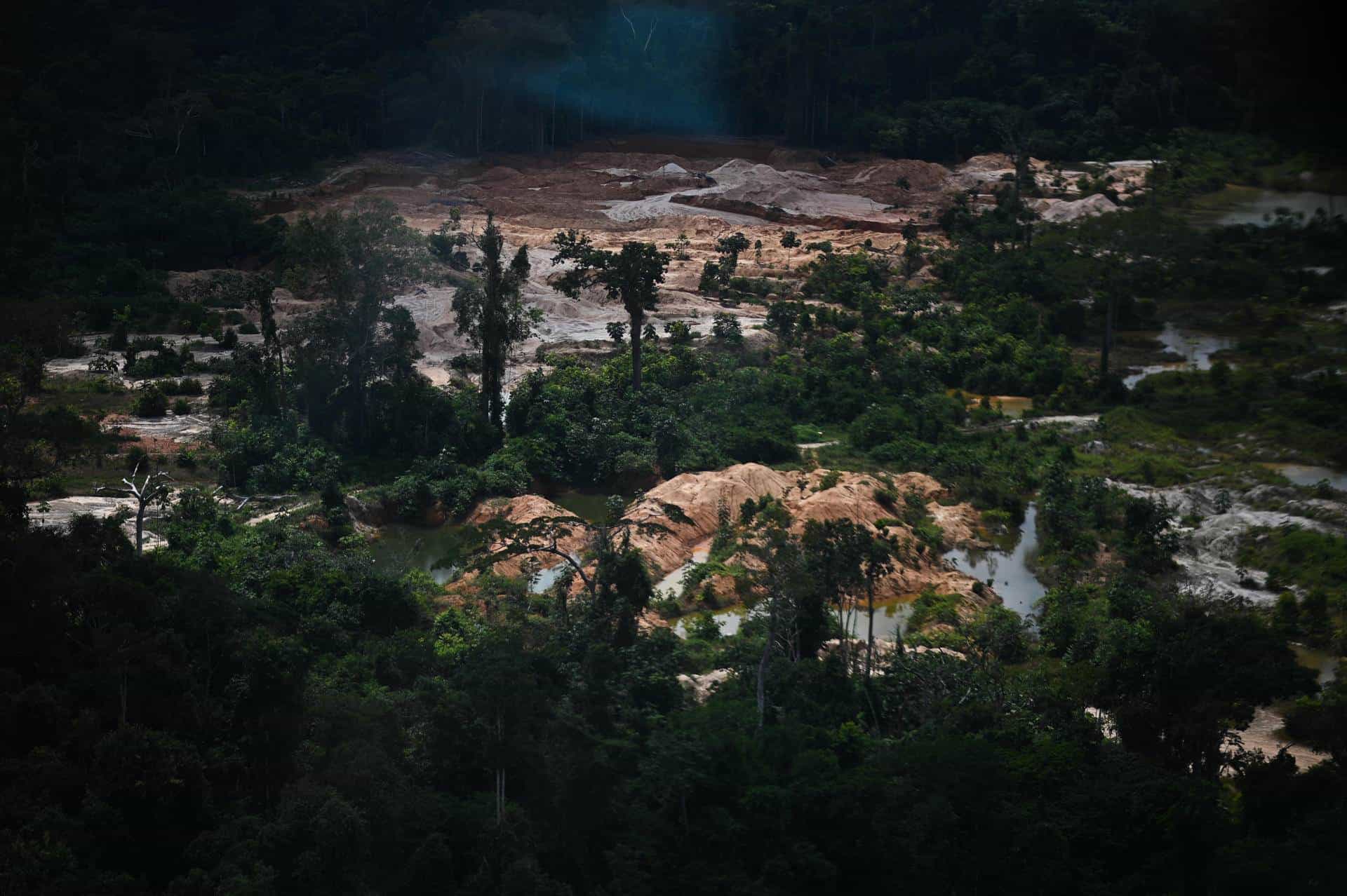 Bolivia e Indonesia encabezan la deforestación mundial, según informe