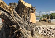 La tala del árbol centenario en Cihuatlán, la punta del iceberg del desarrollo inmobiliario