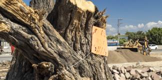 La tala del árbol centenario en Cihuatlán, la punta del iceberg del desarrollo inmobiliario