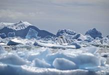 Biopsias con rifle rastrean mercurio en mamíferos en la Antártida