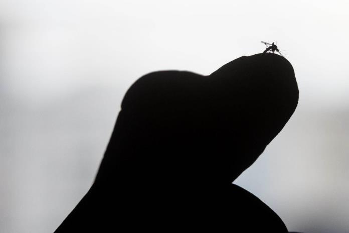 La OMS sigue con preocupación brotes de dengue en Latinoamérica, sobre todo en Brasil