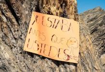 Talaron árbol centenario en Cihuatlán; prometen “compensar” con plantaciones