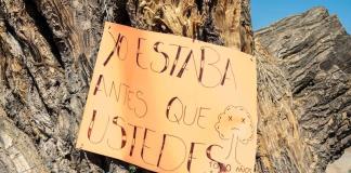 Talaron árbol centenario en Cihuatlán; prometen "compensar" con plantaciones