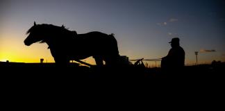 Lentas pero con suspense, las carreras de caballos que sobreviven en Japón
