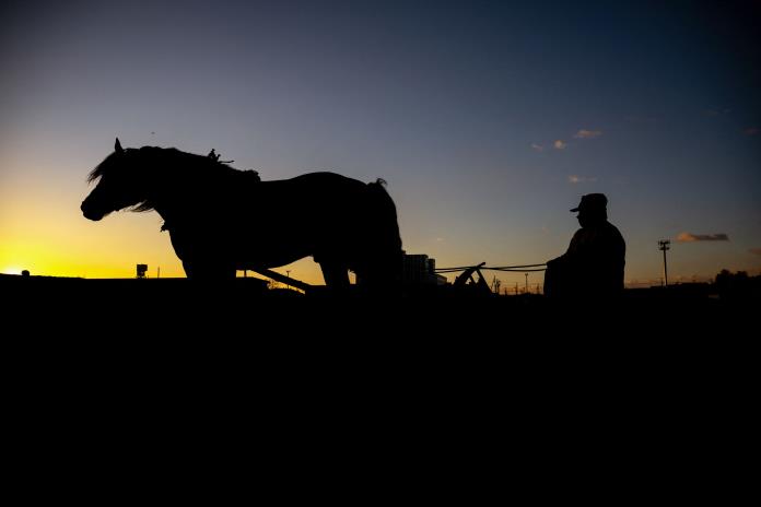 Lentas pero con suspense, las carreras de caballos que sobreviven en Japón