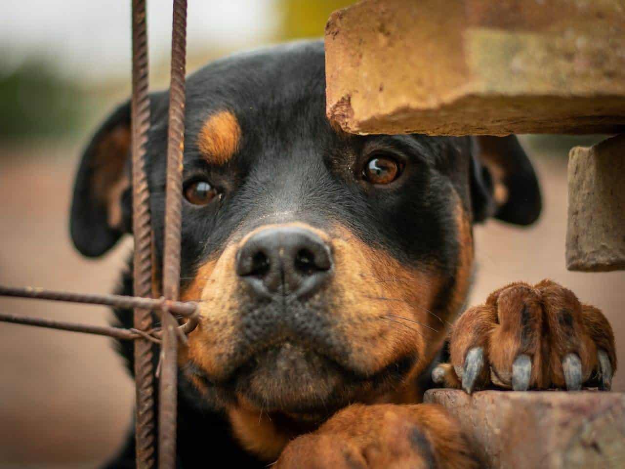 Denuncian criadero de perros con influencias en Colonia La Perla, de Guadalajara