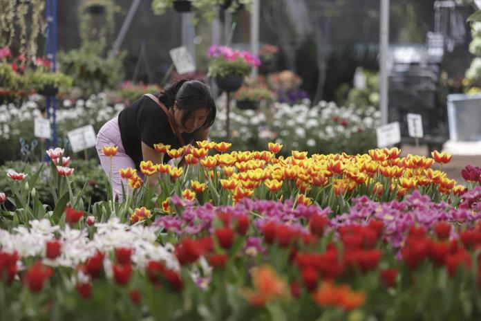 Un pueblo mexicano cultiva 200.000 macetas de tulipanes de 50 variedades para San Valentín