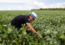 Los biopesticidas se abren camino en Brasil, el país de los agrotóxicos
