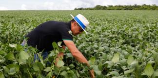 Los biopesticidas se abren camino en Brasil, el país de los agrotóxicos