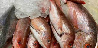 Autoridades sanitarias invitan a tener precaución en el consumo de mariscos durante la época de cuaresma