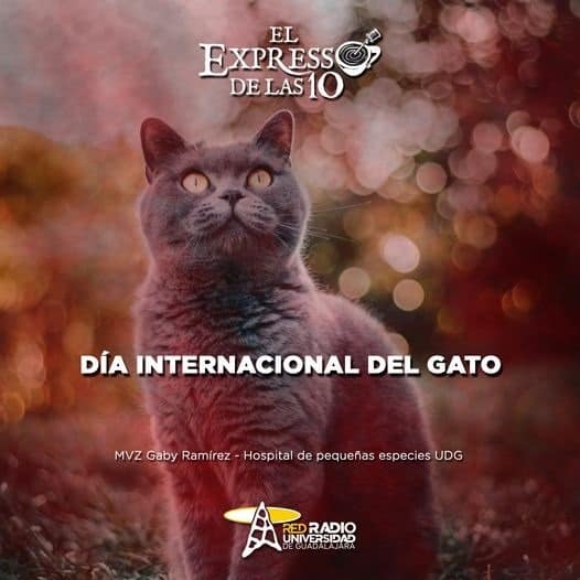 DIA INTERNACIONAL DEL GATO - El Expresso de las 10 - Ma. 20 Feb 2024