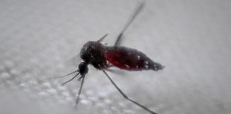 Río de Janeiro declara epidemia de dengue en medio de fuerte brote en el resto de Brasil
