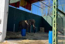 Zoológico pide rescate de Annie, una elefante cuyo dueño la mantiene atada