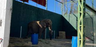 Zoológico pide rescate de Annie, una elefante cuyo dueño la mantiene atada