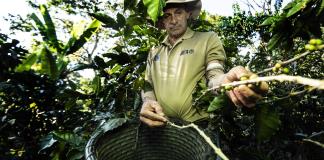 Caficultores de Costa Rica combaten cambio climático con tecnología