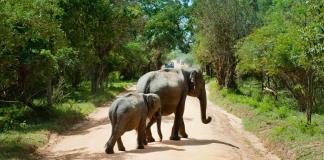Elefantes asiáticos entierran sus pequeños muertos y los lloran (estudio)