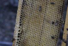 Ataque de abejas en Sayula